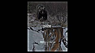 SIBERIAN TIGER VS GRIZZLY BEAR #shorts #battle #fyp