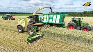 Getreideernte 2024 Roggen häckseln Feldhäcksler Krone Big X - Fendt Traktoren BGA GPS Landwirtschaft