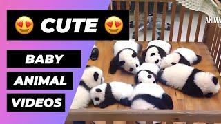 The Cutest Baby Animals In The World  1 Minute Animals