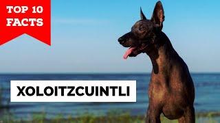 Xoloitzcuintli - Top 10 Facts