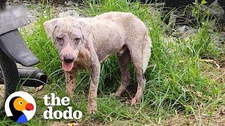 Hairless Dog Found By Gas Station Becomes Giant Fluffy Teddy Bear | The Dodo