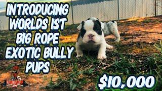 Introducing Big Rope exotic bully (rare) #puppies    #kasinokennels251 EPISODE 1 (the pickup) #DSK 🩸