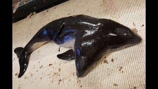 Rare Two-Headed Porpoise (a small toothed whale) Found in North Sea