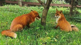 Alf the Fox and Foxie look happy together