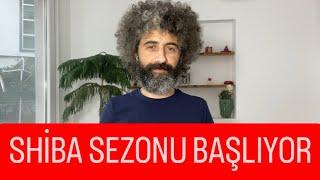 SHİBA YÜKSELİŞİ BAŞLADI / BONE & LEASH TAKİP EDİYOR