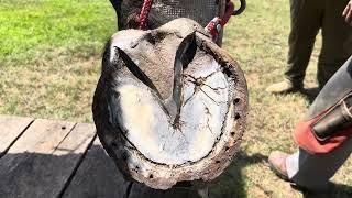 DRAFT HORSES // Using an angle grinder  on hooves