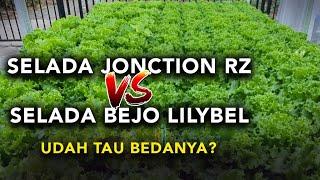 CARA TANAM SELADA HIDROPONIK | PERBEDAAN SELADA JONCTION RZ DAN BEJO LILYBEL