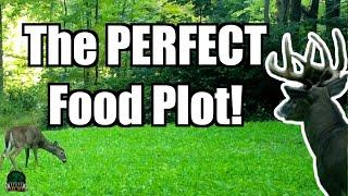 Best Seed Mix for Year Around Attraction | Low Maintenance Food Plot | Deer Hunting Tips