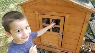 Raising Chickens Update, Snapping Turtle Pet and Quail hatching #raisingchickens