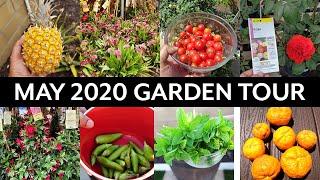 California Gardening May 2020 Garden Tour - Vegetable and Fruit Trees Gardening Tips!