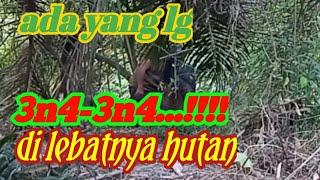 DI LEBATNYA HUTAN ADA YANG LAGI 3N4-3N4/suku mante