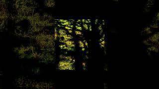 Toltec Monk - The Body Likes Things Like This