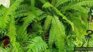 Make your Fern bushy & lush green in Summers/Care & potting soil details/Monsoon is propagation time