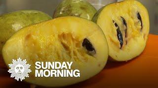 A sweet celebration of pawpaw fruit