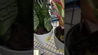 Walmart clearance plants #shopping #flowers #walmart #gardening