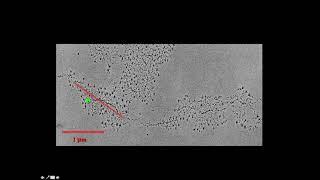 Cytogenetics I   Gene Activity