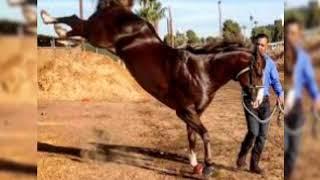 El Rey de Arizona (Javier Zayas)