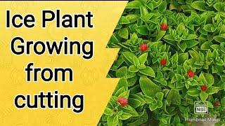 Ice plant growing from cutting - plant growing tips