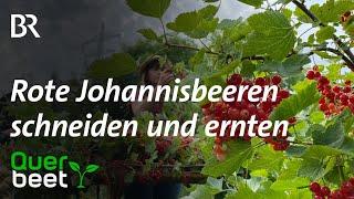 Rote Johannisbeeren schneiden und ernten - Tipps von Sabrina