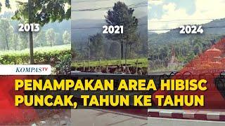 Penampakan Area Hibisc Fantasy Puncak dari Tahun ke Tahun, Kebun Teh Dibabat Habis?