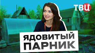Тепличные условия – какие опасности может таить дачный парник