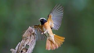 BTO Bird ID - Redstarts