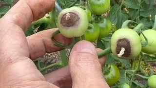 #Tomato outdoor summer crop care with Adam Pasco #tomatoplantcare #gardeningtips #plantcare