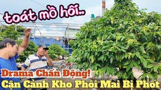 Lộc Tài tham quan vườn mai Phương Bình bức xúc kiểm tra Kho Phôi Mai Bị Phốt Mua Không Trả Tiền!