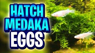 How I Hatched eBay Medaka Eggs With A 100% Fry Survival Rate!