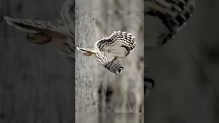 Isn't this the most gorgeous owl dive ever captured? At least in my opinion.  Wildlife documentary