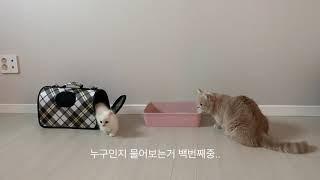 고양이 합사 1일차