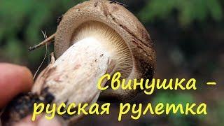 Свинушка - это русская рулетка.