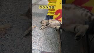 滾滾滾的貓#貓 #貓咪 #cat #cats