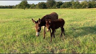 RAISING DONKEYS – How I Keep My Donkeys Calm