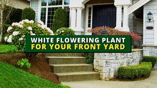 6 White Flowering Trees & Shrubs for Your Front Yard 