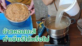 ตอบคำถาม ทำเบียร์จากข้าวหอมมะลิได้หรือไม่