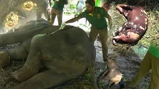 Heartbreaking Rescue : Mother Elephant Saves Herself After Tragic Loss Of Calf.