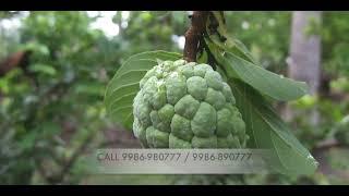 CUSTARD APPLE FARMING TIPS  DARVI GROUP