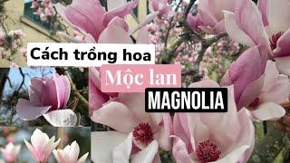 Cách trồng hoa mộc lan - từ lúc cây có nụ đến ra hoa #magnoliatree