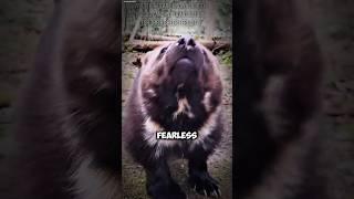 Meet the Ferocious Wolverine #Wolverine #BadassAnimals #FearlessCreatures #animals
