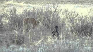 Caracal and Honey badger