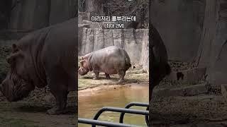 하마가 이 자세를 취하면 당장 도망가세요!! #shorts