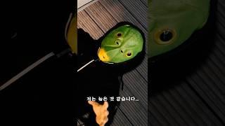 생선의 꿈