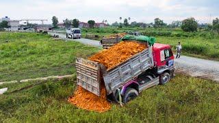 Start New Project Landfill Flooded Soil ! Bulldozer D31p Push StoneSoil ,Truck 5Ton Unloading Soil