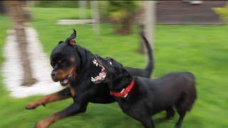 ROTTWEILER AYANT ATTAQUÉ UN CHIEN DE 25KG !