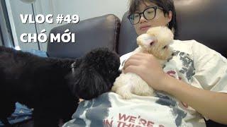 VLOG #49: CHÓ MỚI | duongfynn