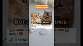 Тренд с котами #видеоконтент #видеомейкер #видеограф #котики