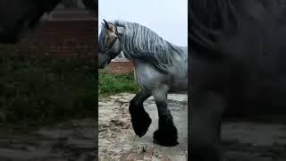 Big Horse  {Wild Life} || World Of Animals #love #adventure #wildlife #youtubchannel #100 #001