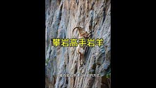 攀巖高手巖羊！ #巖羊 #動物世界看人生百態 #野生動物解說