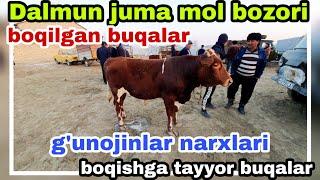 Jondor Dalmundagi Juma mol bozori boqilgan va boqishga tayyor buqalar g'unojinlar narxlari25/02/2022